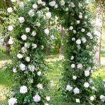 Ruža popínavá (Rosa rampicante) ´CLIMBING WHITE´ - výška 10-20 cm, P11